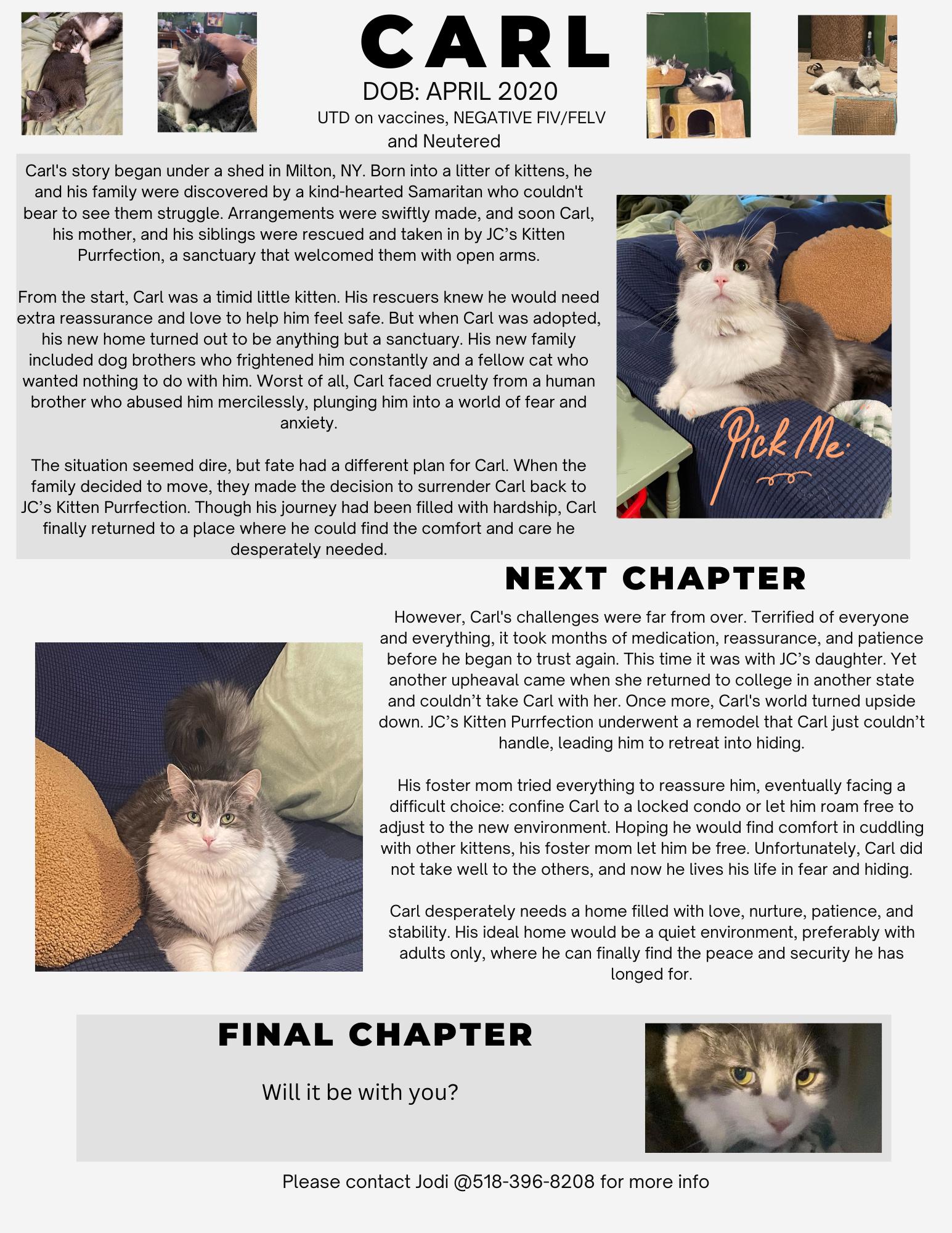 Enlarge Carl, a Adopted mixed breed in Schenectady, NY image 3/3