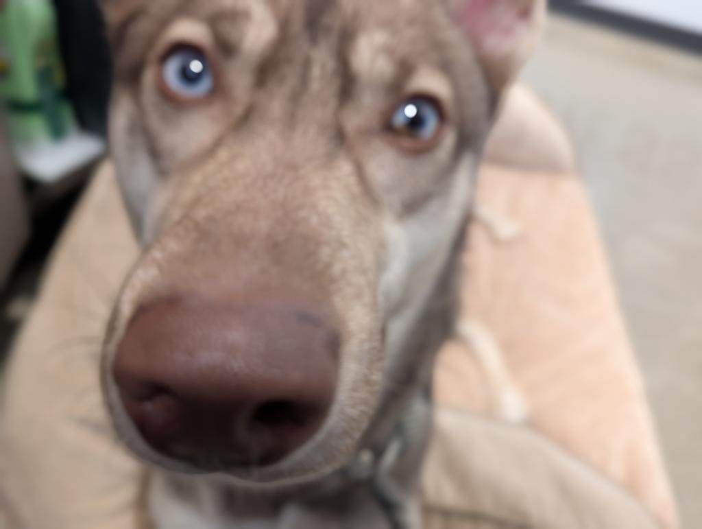 Quinnie, Adoptable, Young Female Husky & Shepherd.