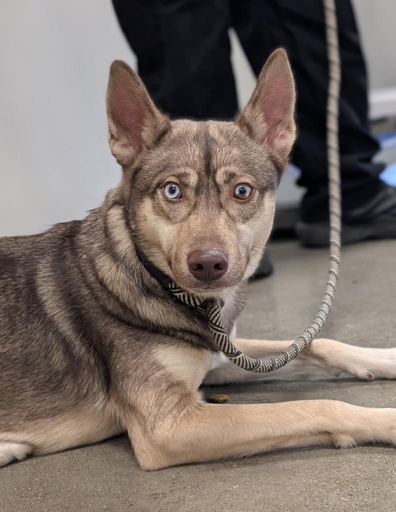 Enlarge Quinnie, a Adoptable mixed breed in Greenfield, IN image 2/6