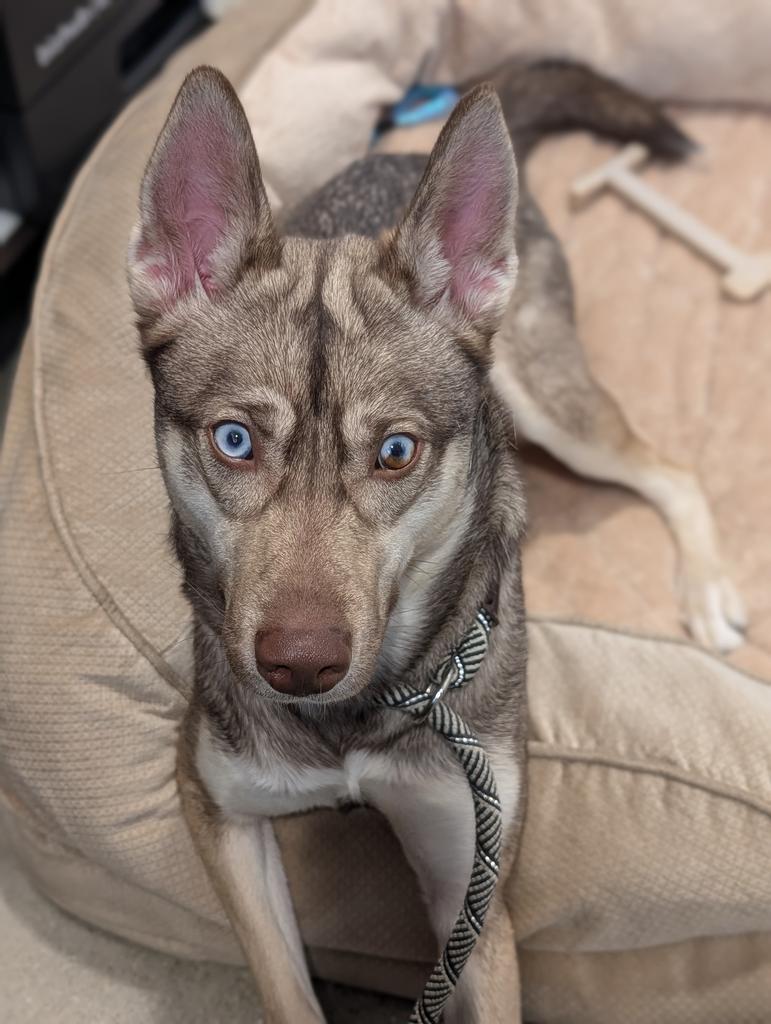 Enlarge Quinnie, a Adoptable mixed breed in Greenfield, IN image 3/6