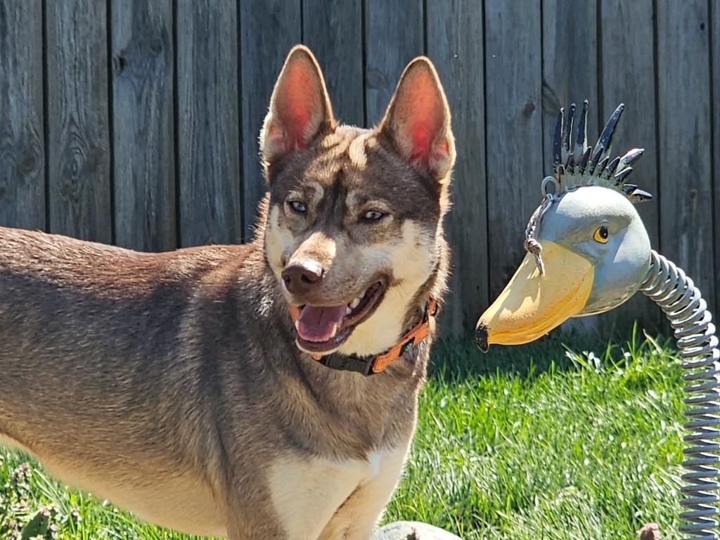 Enlarge Quinnie, a Adoptable mixed breed in Greenfield, IN image 4/6