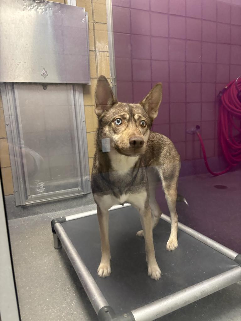 Enlarge Quinnie, a Adoptable mixed breed in Greenfield, IN image 5/6