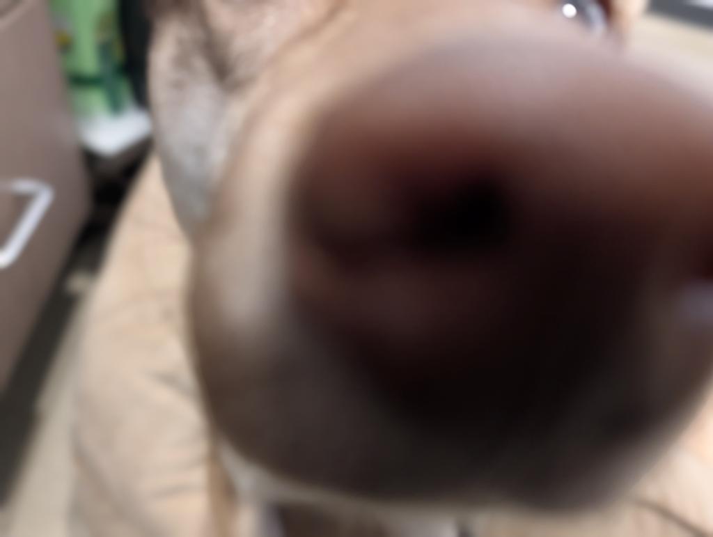 Enlarge Quinnie, a Adoptable mixed breed in Greenfield, IN image 6/6