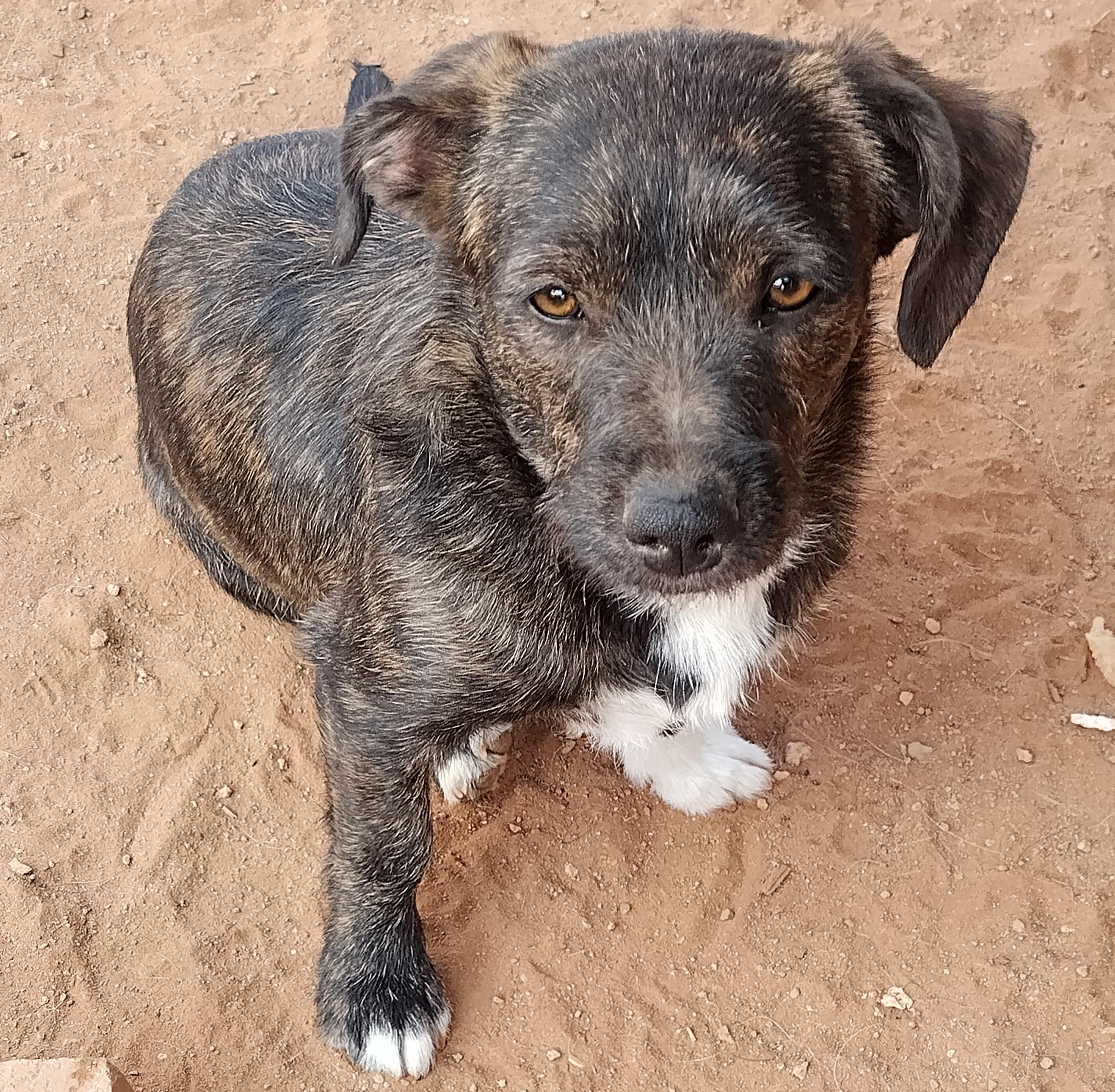 Squish, ADOPTABLE, Young Female Chiweenie.