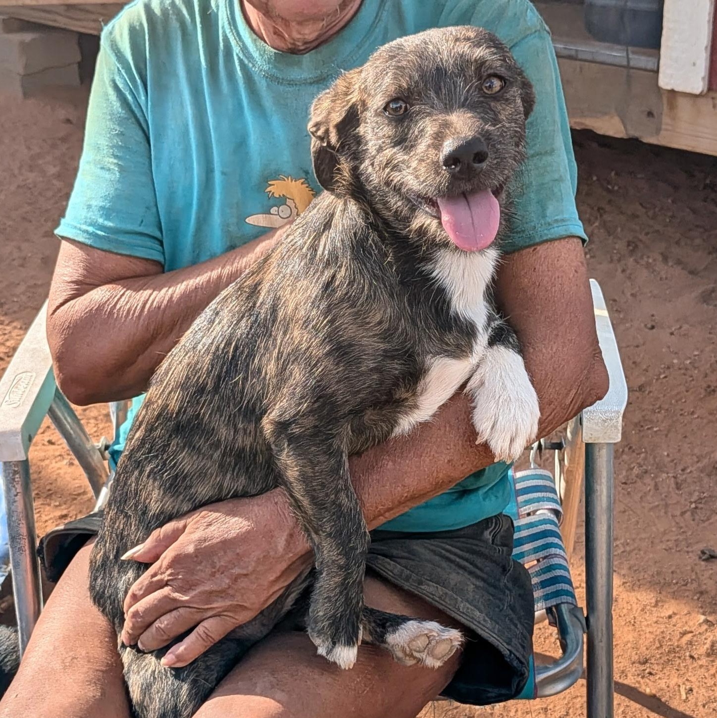 Enlarge Squish, a Adoptable mixed breed in El Paso, TX image 2/4