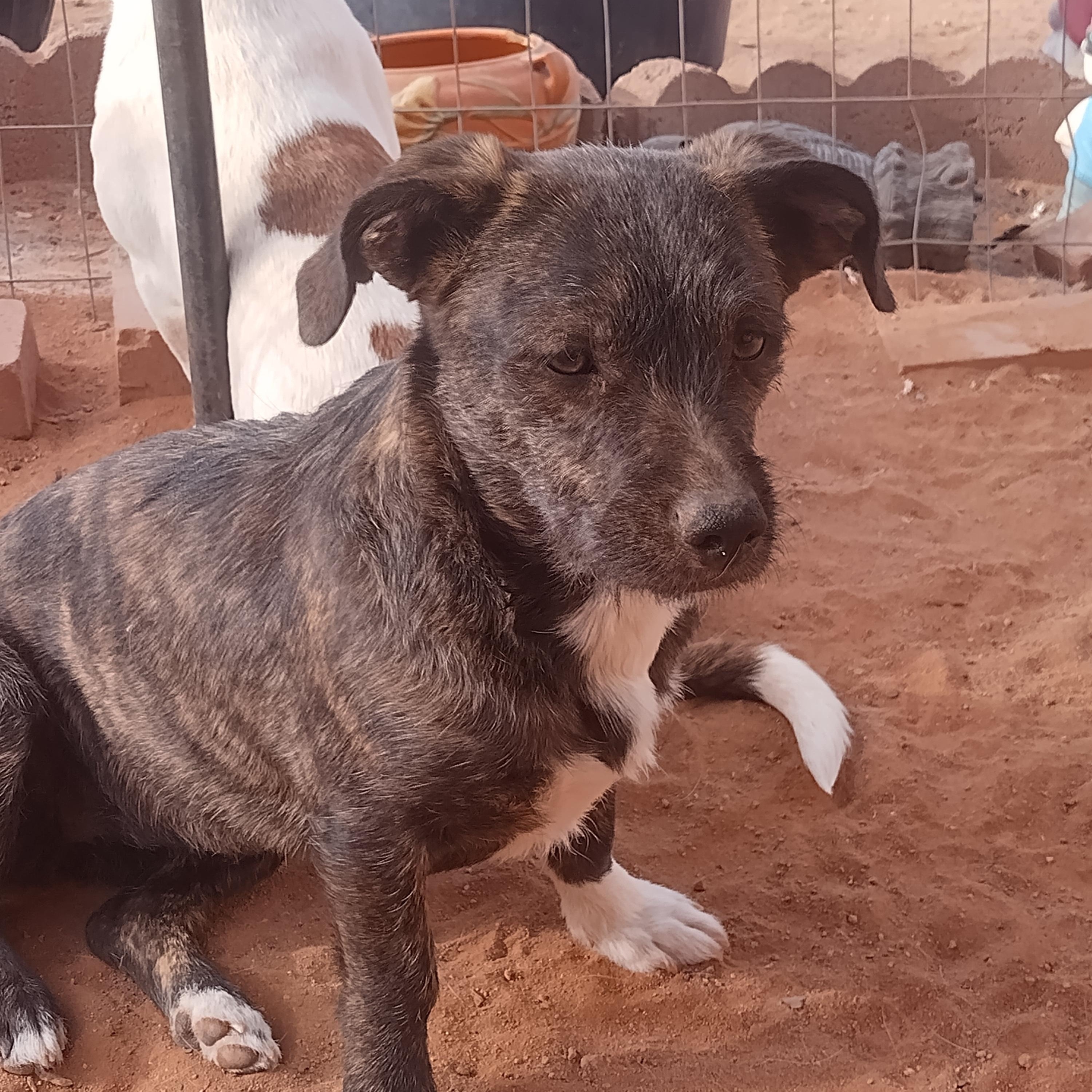 Squish, ADOPTABLE, Young Female Chiweenie.