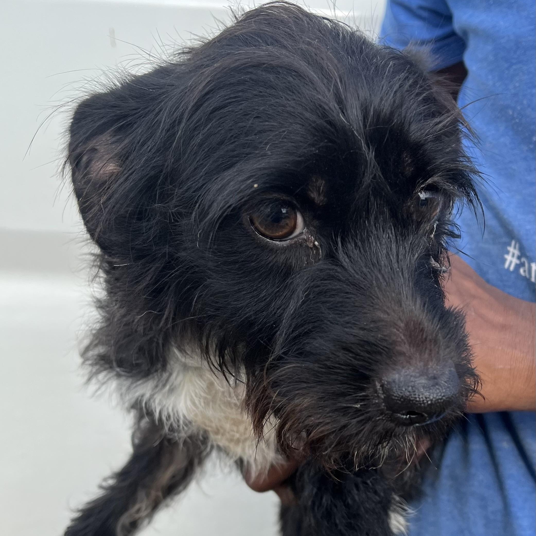 Lucy - Local August 22-24, Adult Female unknown