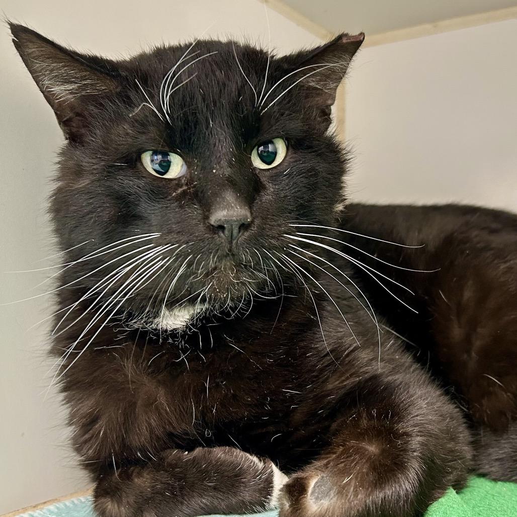 Snowball, Adoptable, Adult Male Domestic Short Hair.