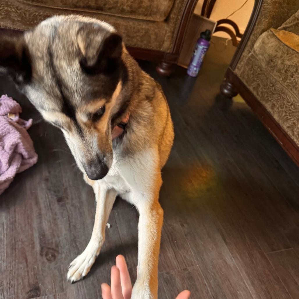 Enlarge Flash, a Adoptable mixed breed in Salt Lake City, UT image 2/6
