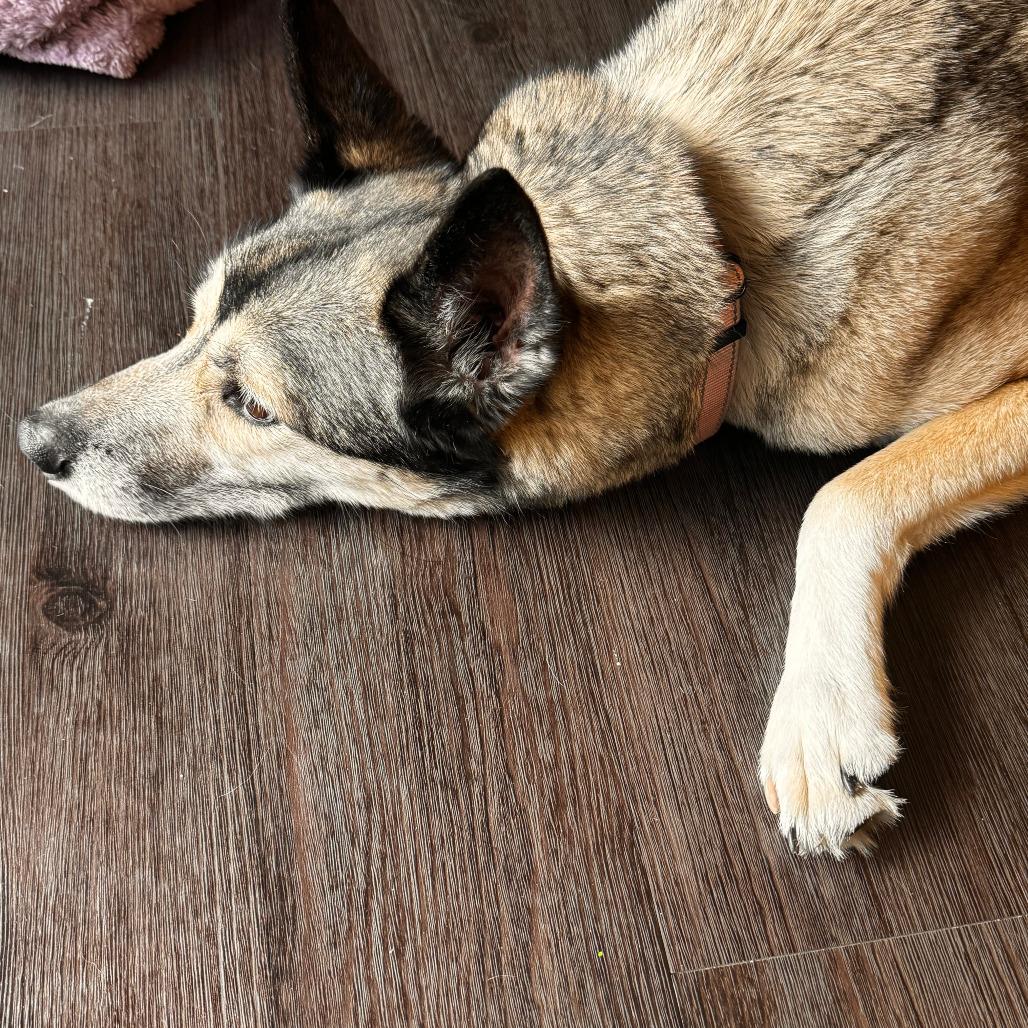 Enlarge Flash, a Adoptable mixed breed in Salt Lake City, UT image 3/6