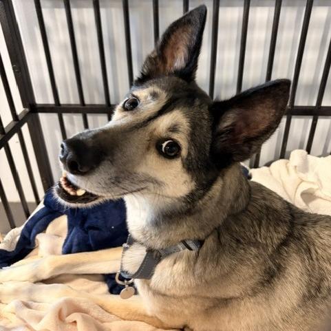Enlarge Flash, a Adoptable mixed breed in Salt Lake City, UT image 4/6