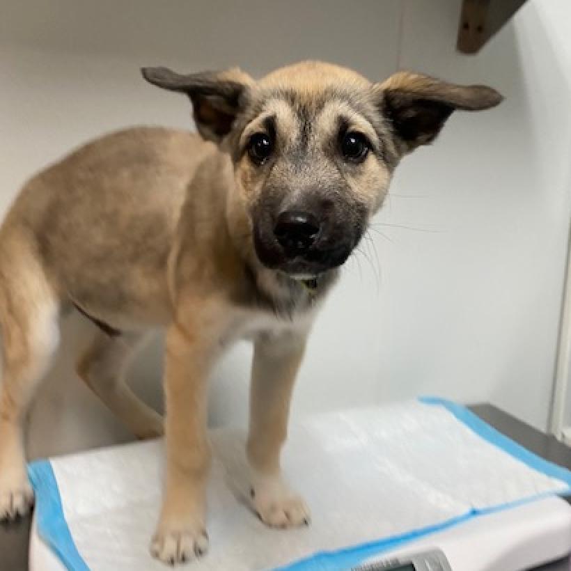 Enlarge Flash, a Adoptable mixed breed in Salt Lake City, UT image 5/6