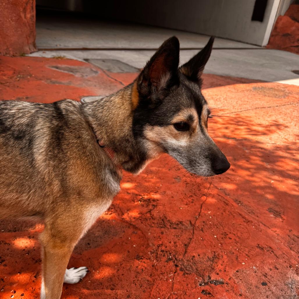 Enlarge Flash, a Adoptable mixed breed in Salt Lake City, UT image 6/6