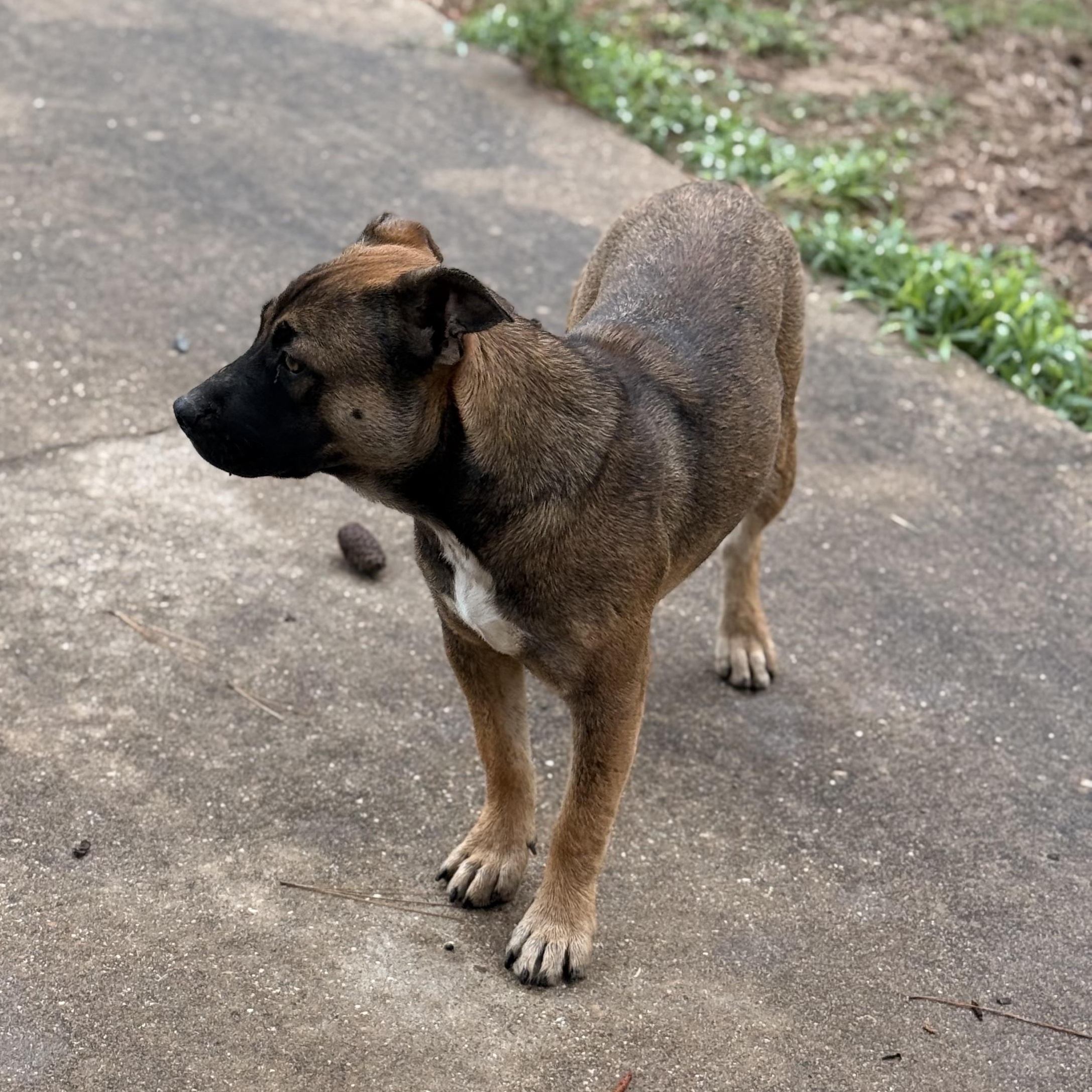 Enlarge Crystal, an adopted mixed breed in Springfield, IL image 6/6