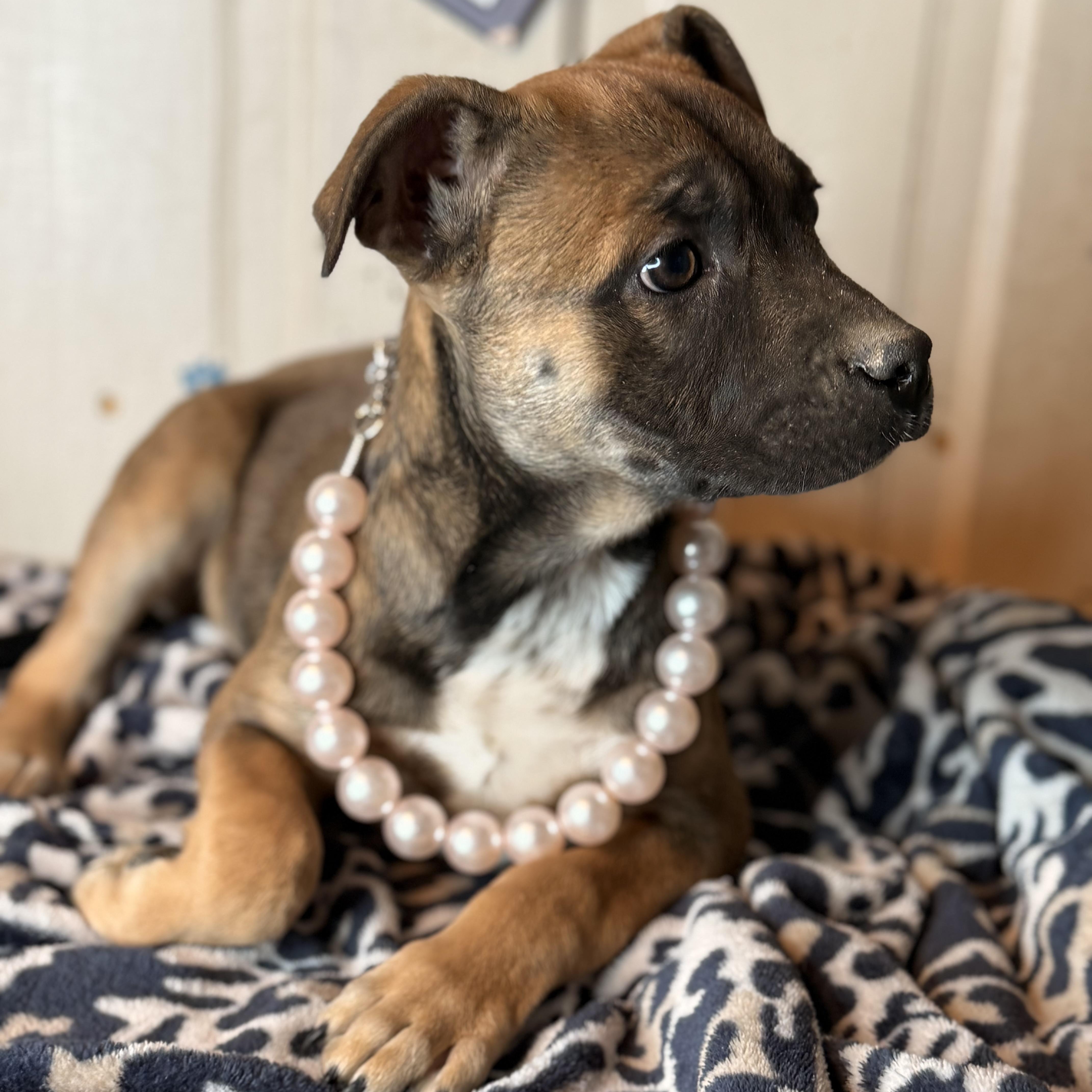 Enlarge Crystal, an adopted mixed breed in Springfield, IL image 5/6