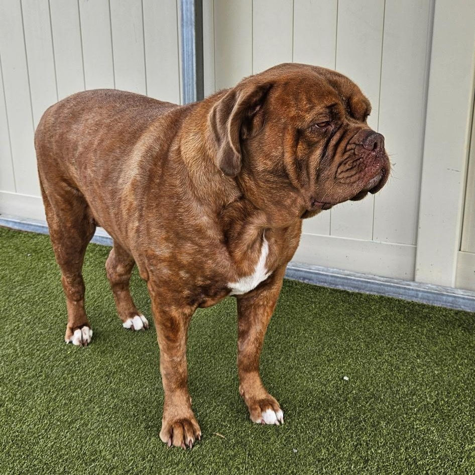 Enlarge ZUMA, a Adoptable Dogue de Bordeaux in Hamilton, NJ image 3/3