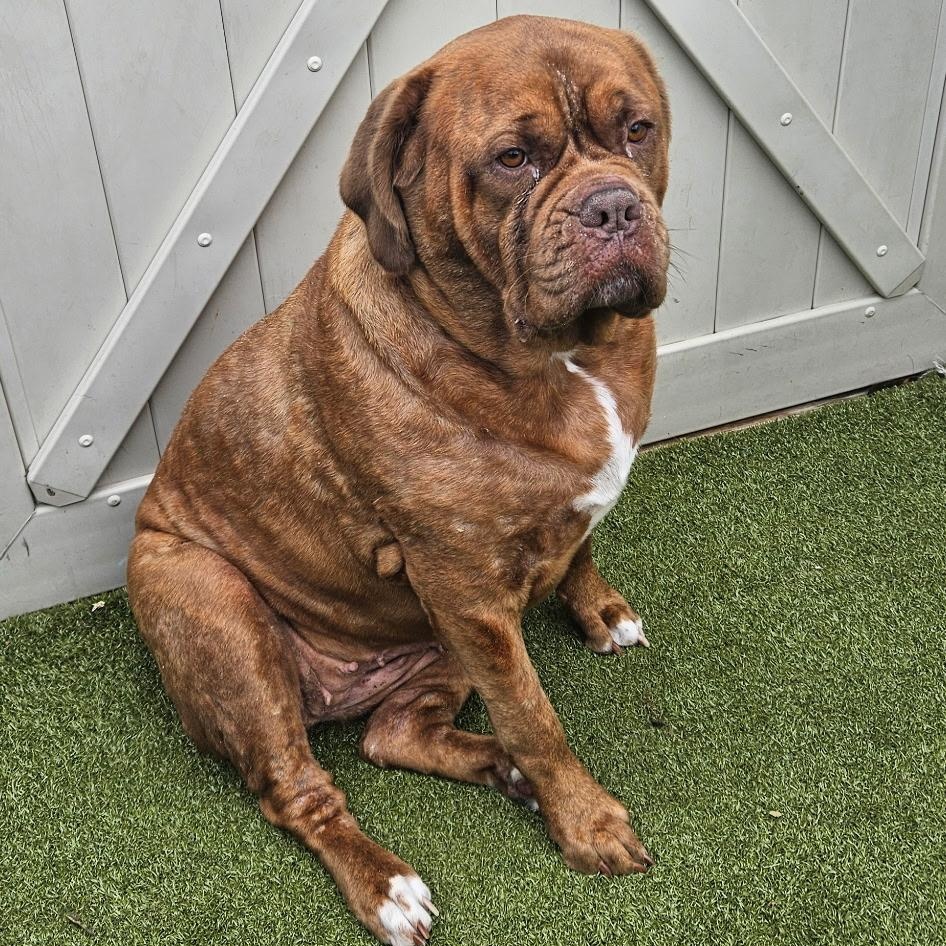 Enlarge ZUMA, a Adoptable Dogue de Bordeaux in Hamilton, NJ image 2/3