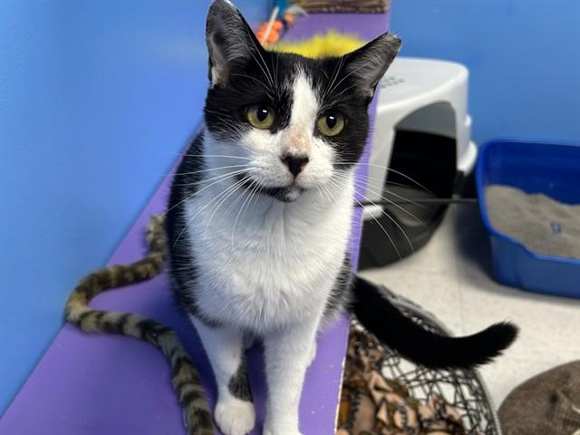 Enlarge FRANCOIS, a Adoptable Domestic Short Hair in Ames, IA image 1/1