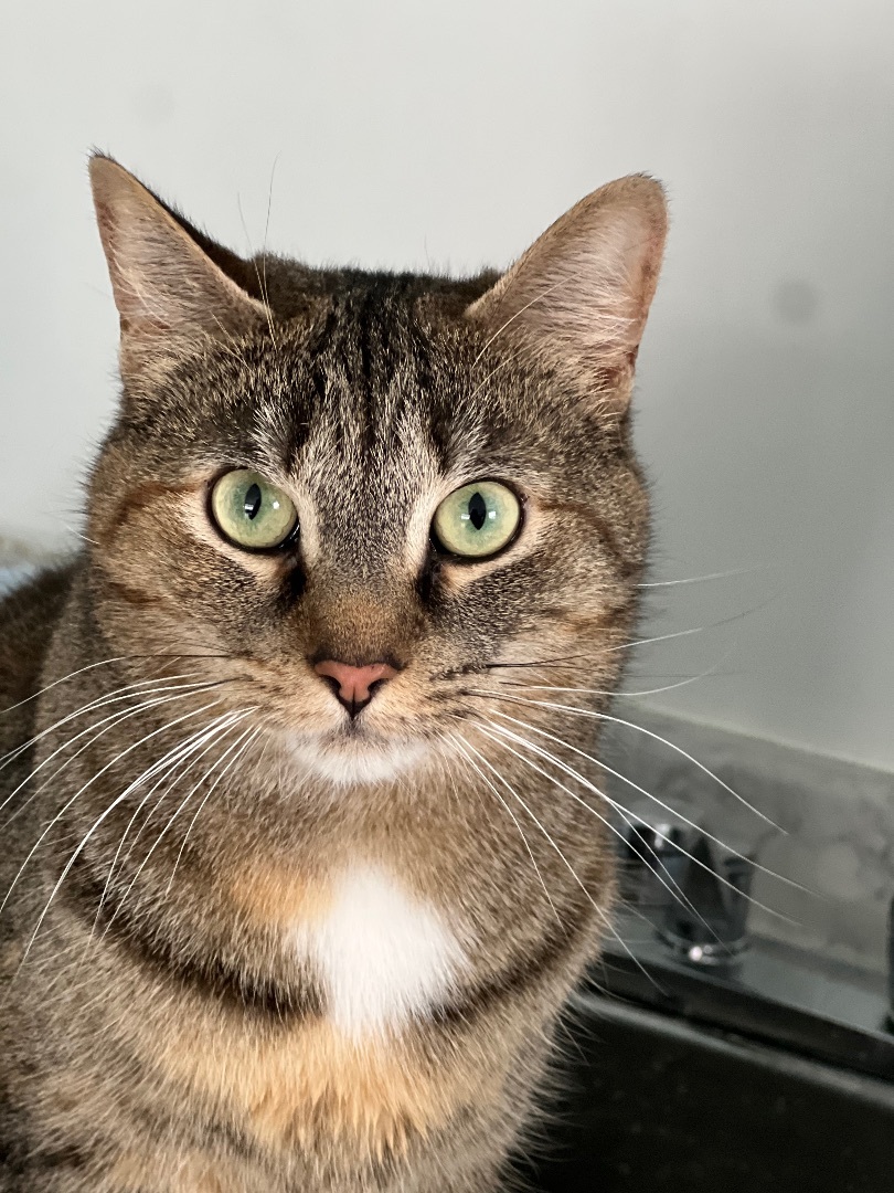 Brynn, a Adoptable mixed breed in Arnprior, ON image 1/8