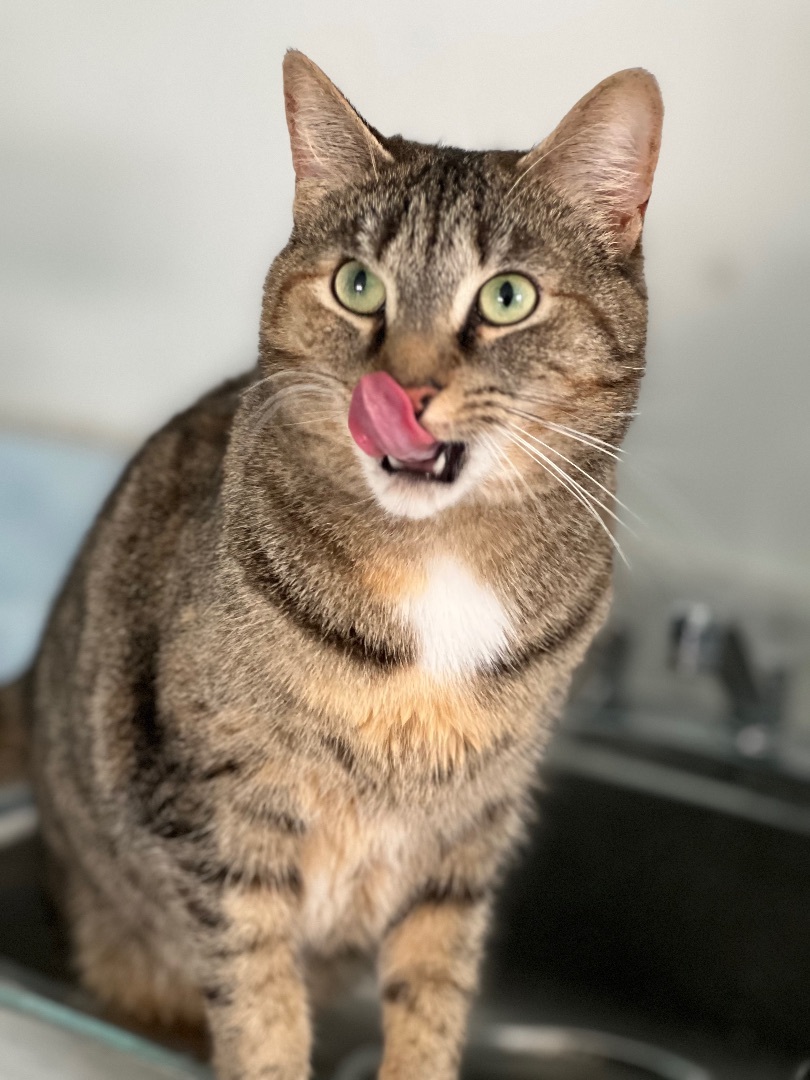 Brynn, a Adoptable mixed breed in Arnprior, ON image 2/8