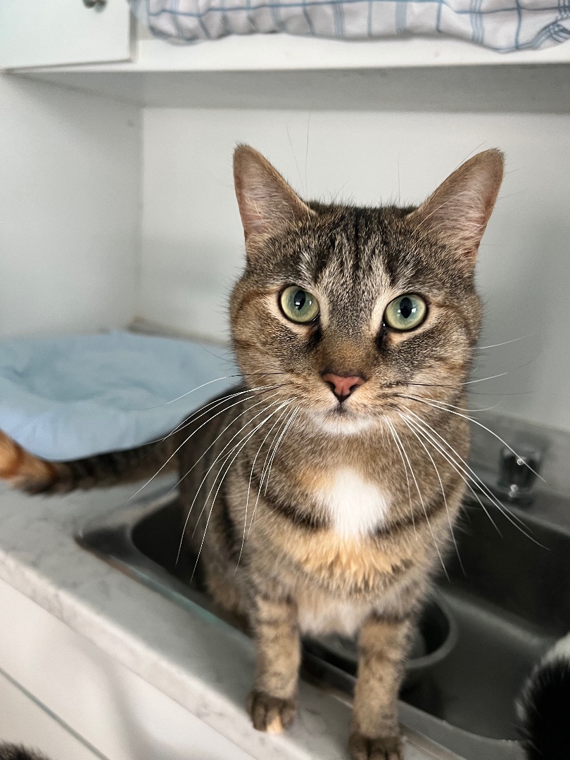 Brynn, a Adoptable mixed breed in Arnprior, ON image 3/8