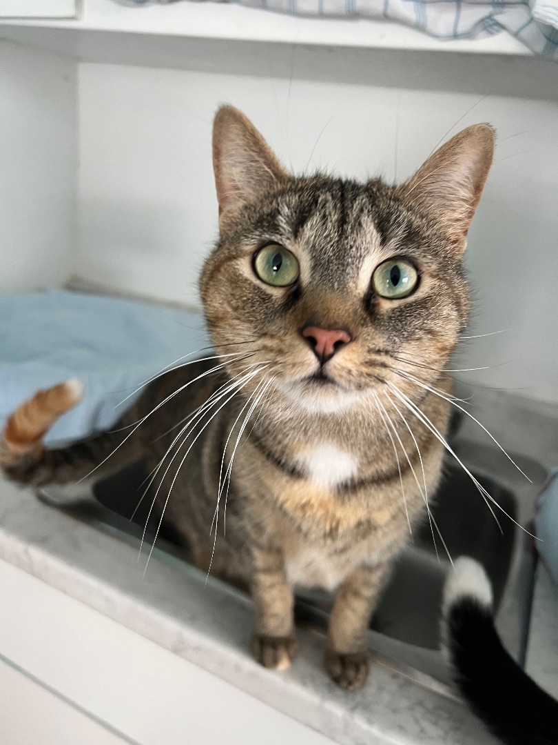 Brynn, a Adoptable mixed breed in Arnprior, ON image 4/8