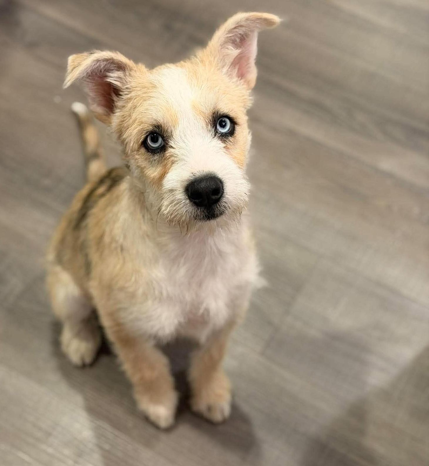 Enlarge Quinn, a Adopted mixed breed in Silvana, WA image 4/6