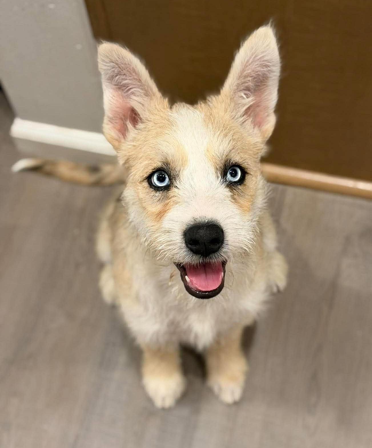 Quinn, Adopted, Puppy Female Husky & Chihuahua.