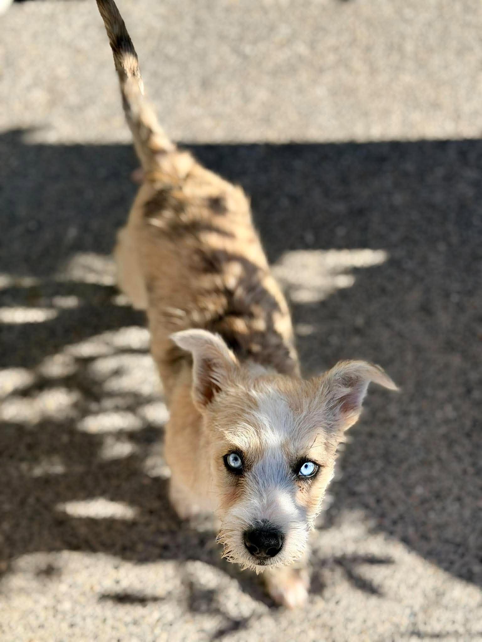 Enlarge Quinn, a Adopted mixed breed in Silvana, WA image 2/6