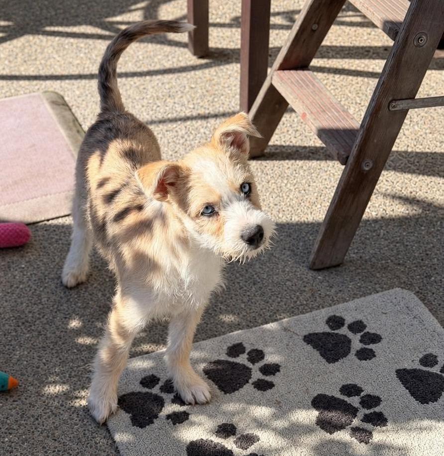 Enlarge Quinn, a Adopted mixed breed in Silvana, WA image 3/6
