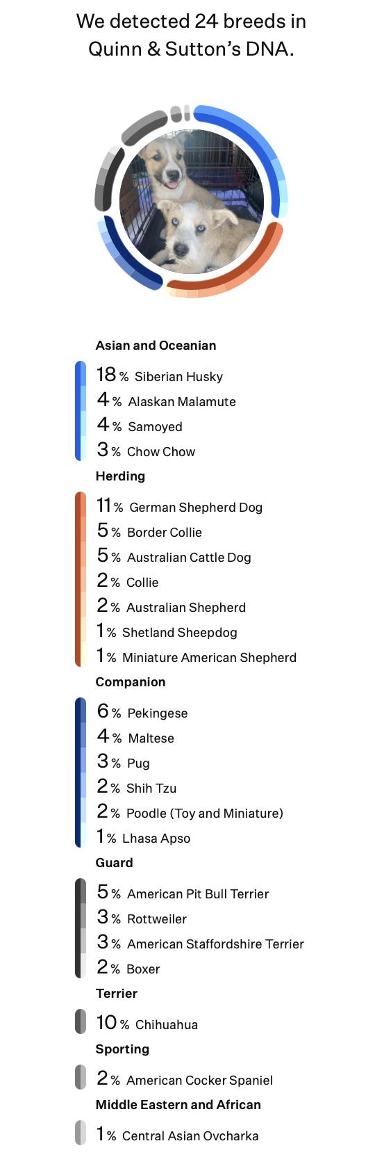 Enlarge Quinn, a Adopted mixed breed in Silvana, WA image 6/6