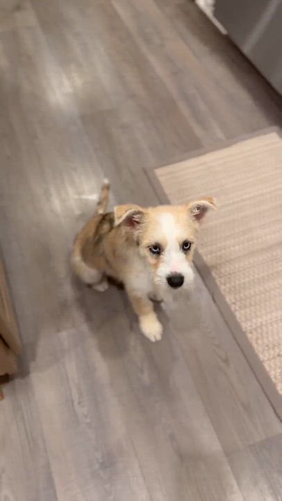 Enlarge Quinn, a Adopted mixed breed in Silvana, WA video 5/6