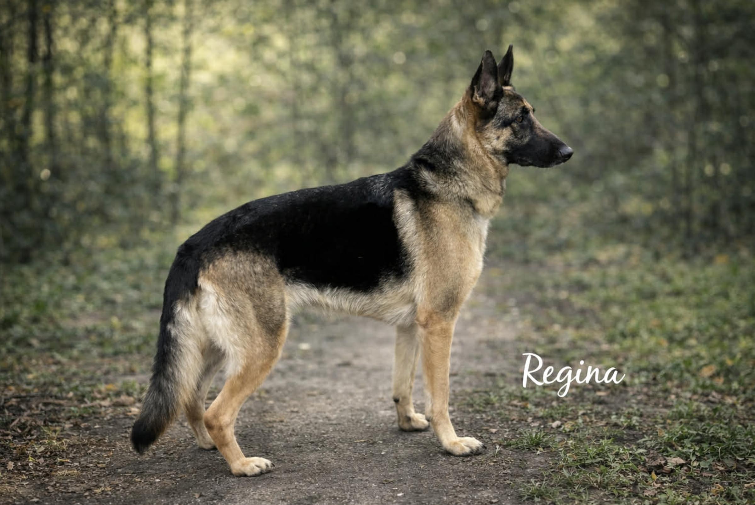 Anal gland problems — thumbnail 3