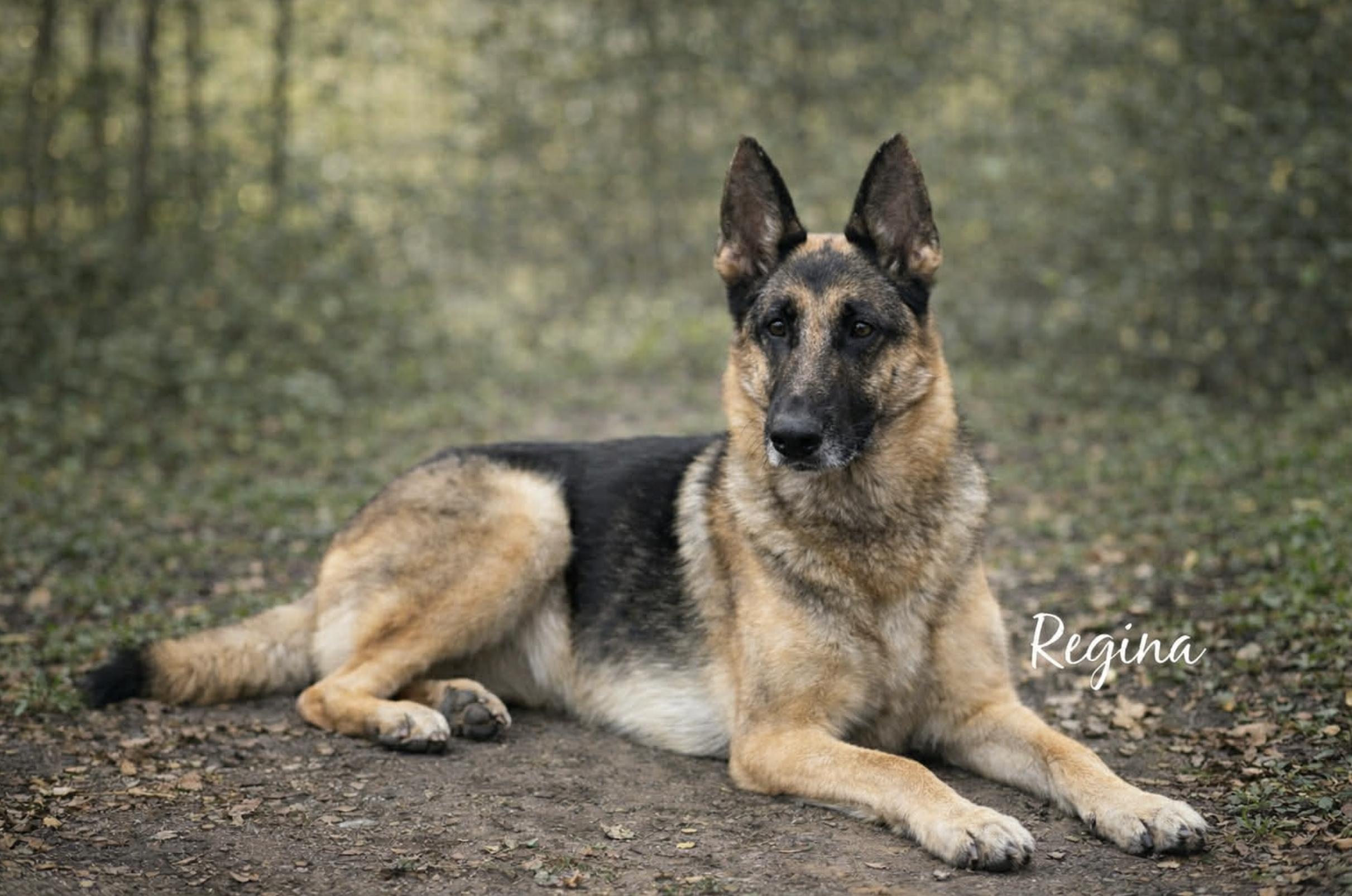 Anal gland problems — thumbnail 5