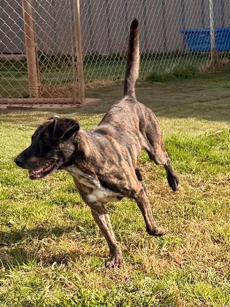 Jane, Adoptable, Adult Female Mixed Breed.