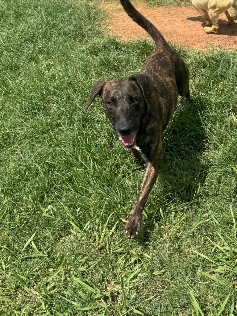 Enlarge Jane, a Adoptable Mixed Breed in Bossier City, LA image 1/6