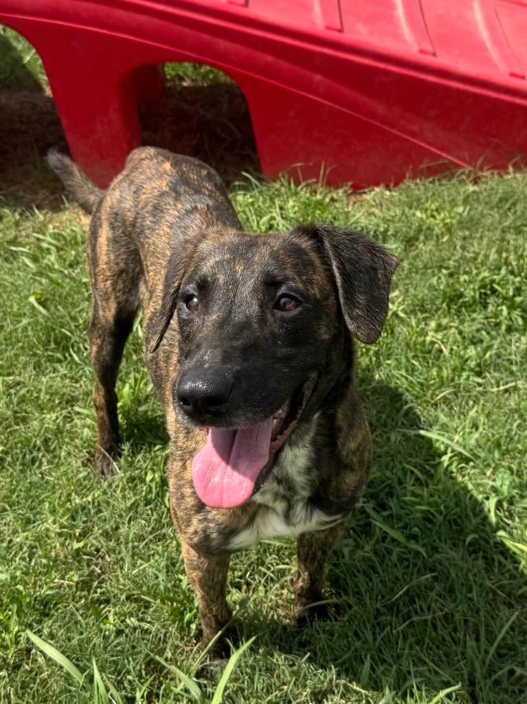 Enlarge Jane, a Adoptable Mixed Breed in Bossier City, LA image 2/6