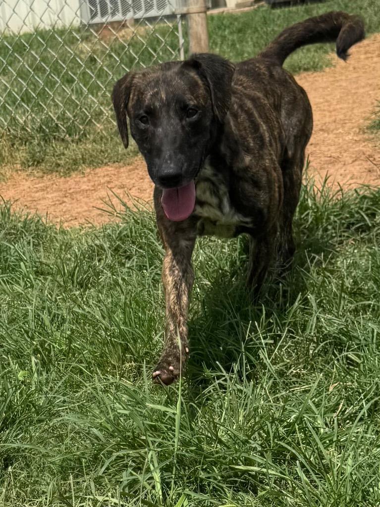 Jane, Adoptable, Adult Female Mixed Breed.