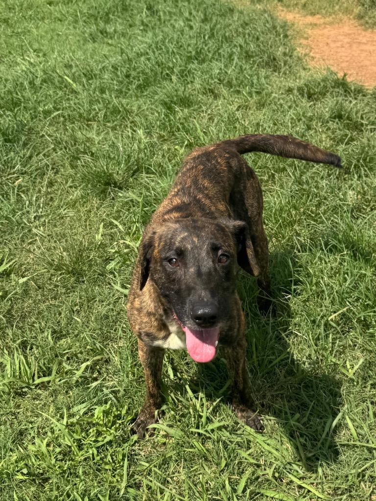 Enlarge Jane, a Adoptable Mixed Breed in Bossier City, LA image 5/6