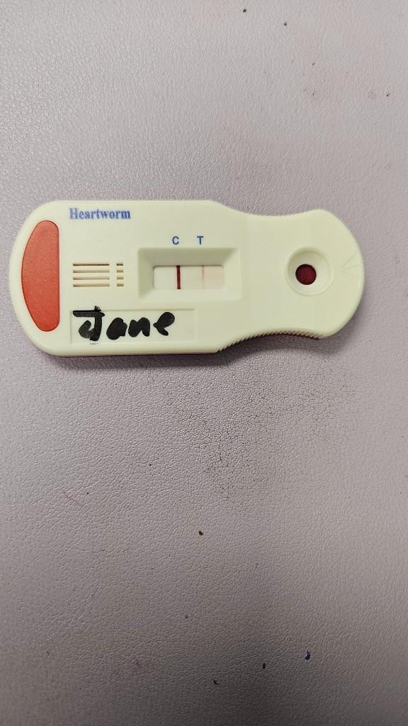 Jane, a Adoptable Mixed Breed in Bossier City, LA image 3/6