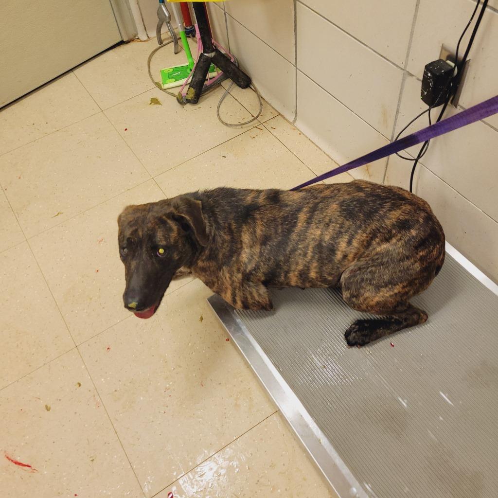 Enlarge Jane, a Adoptable Mixed Breed in Bossier City, LA image 6/6