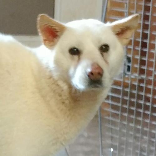 Enlarge Areum, a Adopted mixed breed in Snow Camp, NC image 1/2