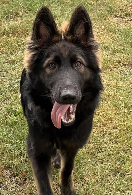 Brolie, adopted, Young Male German Shepherd Dog & Belgian Shepherd / Tervuren.