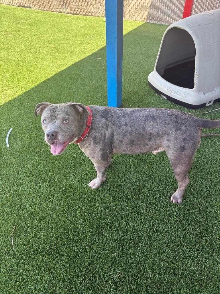 Enlarge Theo, a Adoptable Pit Bull Terrier in Boca Raton, FL image 1/1