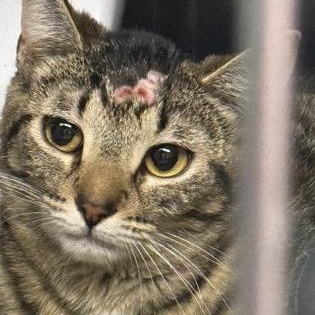 Enlarge Cyndy, a ADOPTABLE Domestic Short Hair in Worcester, MA image 1/1