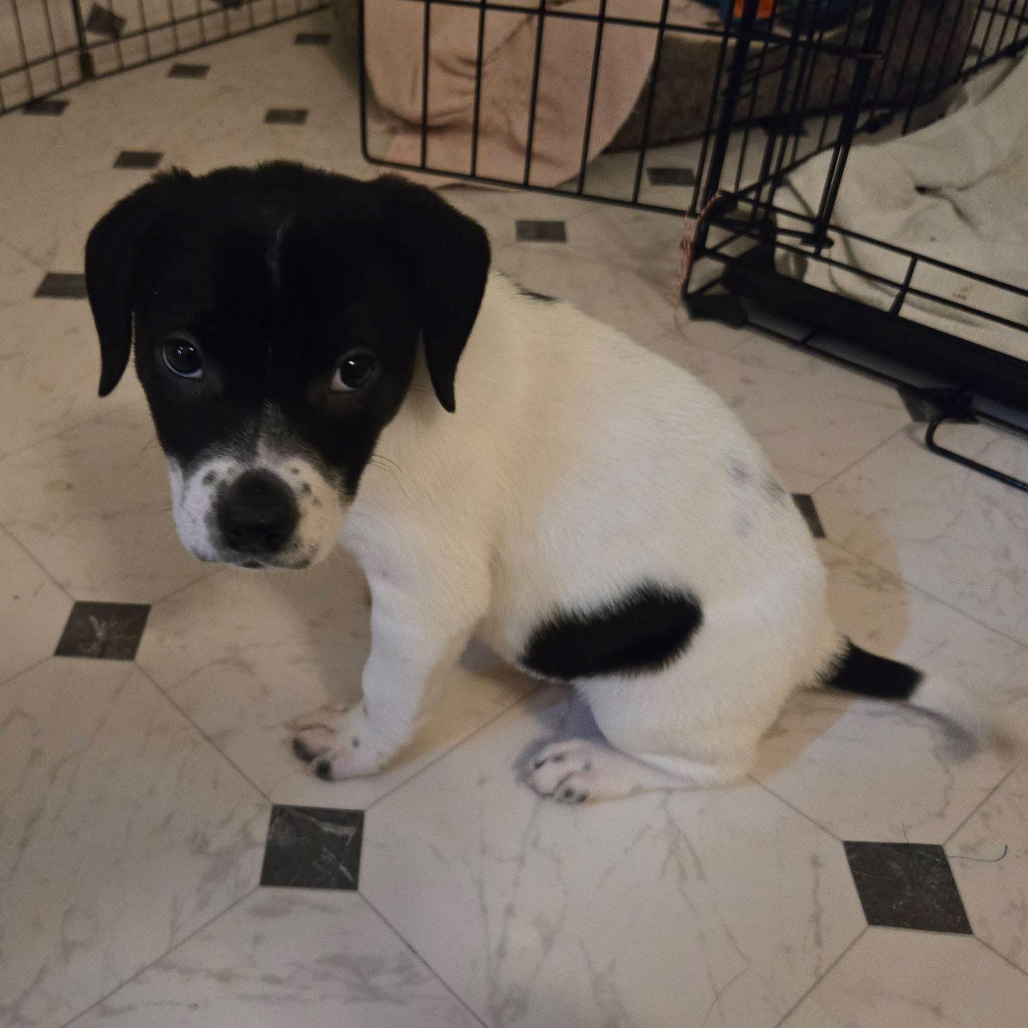 Enlarge Molly, a Adoptable Terrier in Berlin, NJ image 1/1