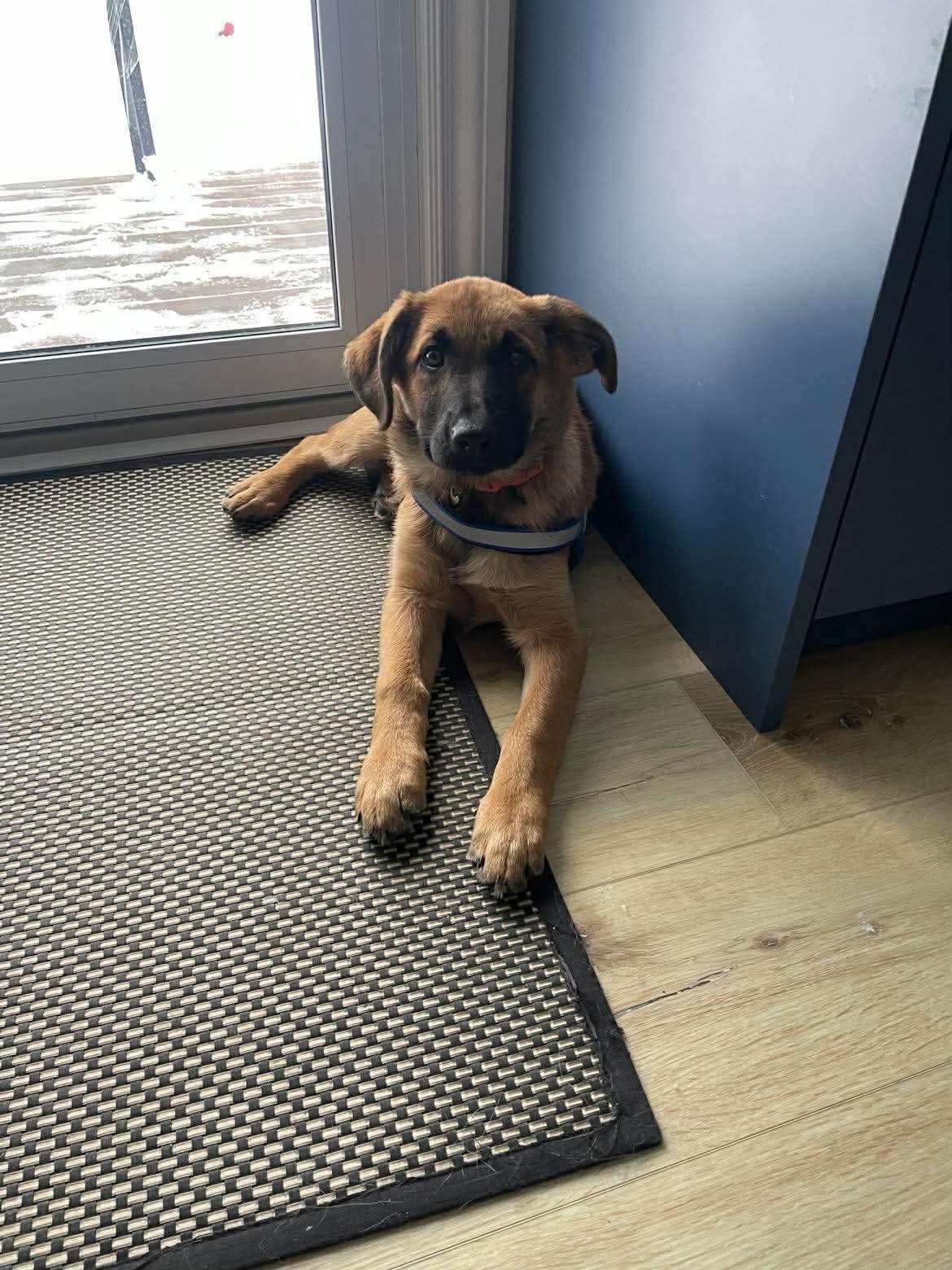 Beautiful Bella, an adoption pending mixed breed in Richmond Hill, ON image 3/4