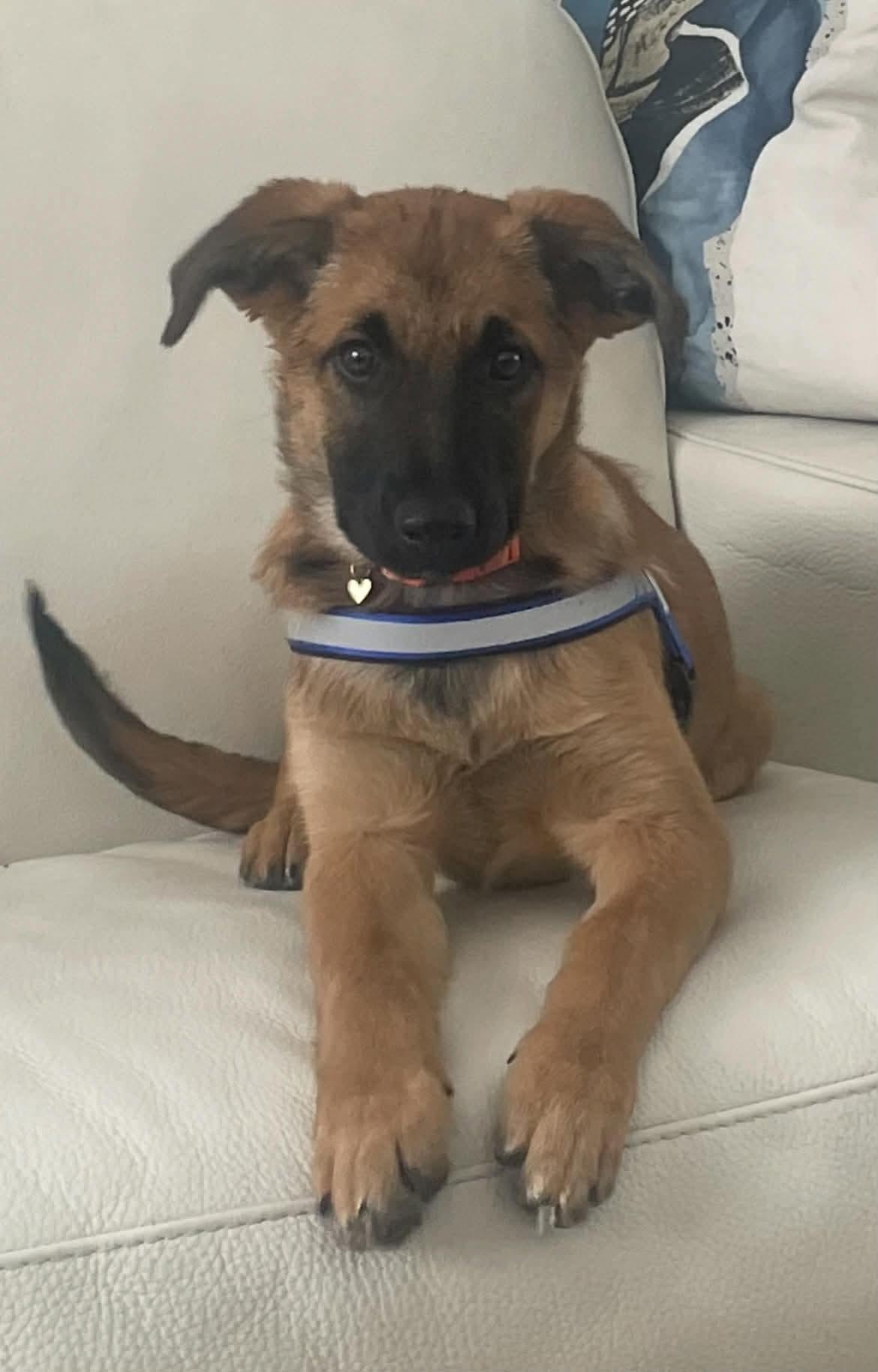 Beautiful Bella, an adoption pending mixed breed in Richmond Hill, ON image 4/4