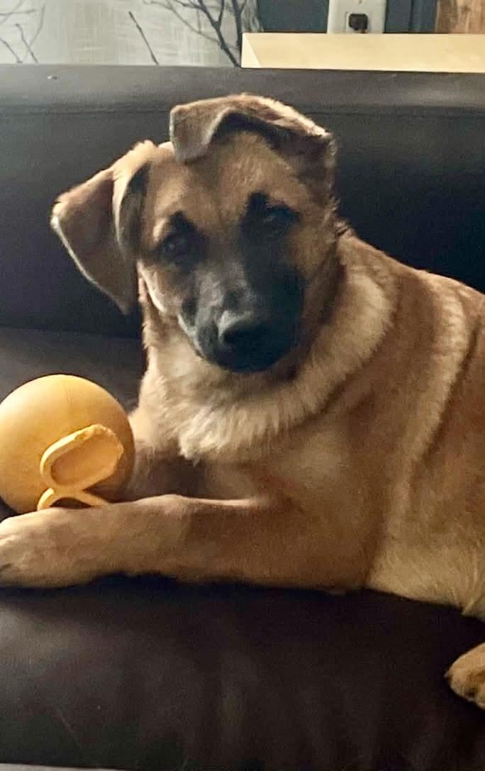 Beautiful Bella, an adoption pending mixed breed in Richmond Hill, ON image 1/4