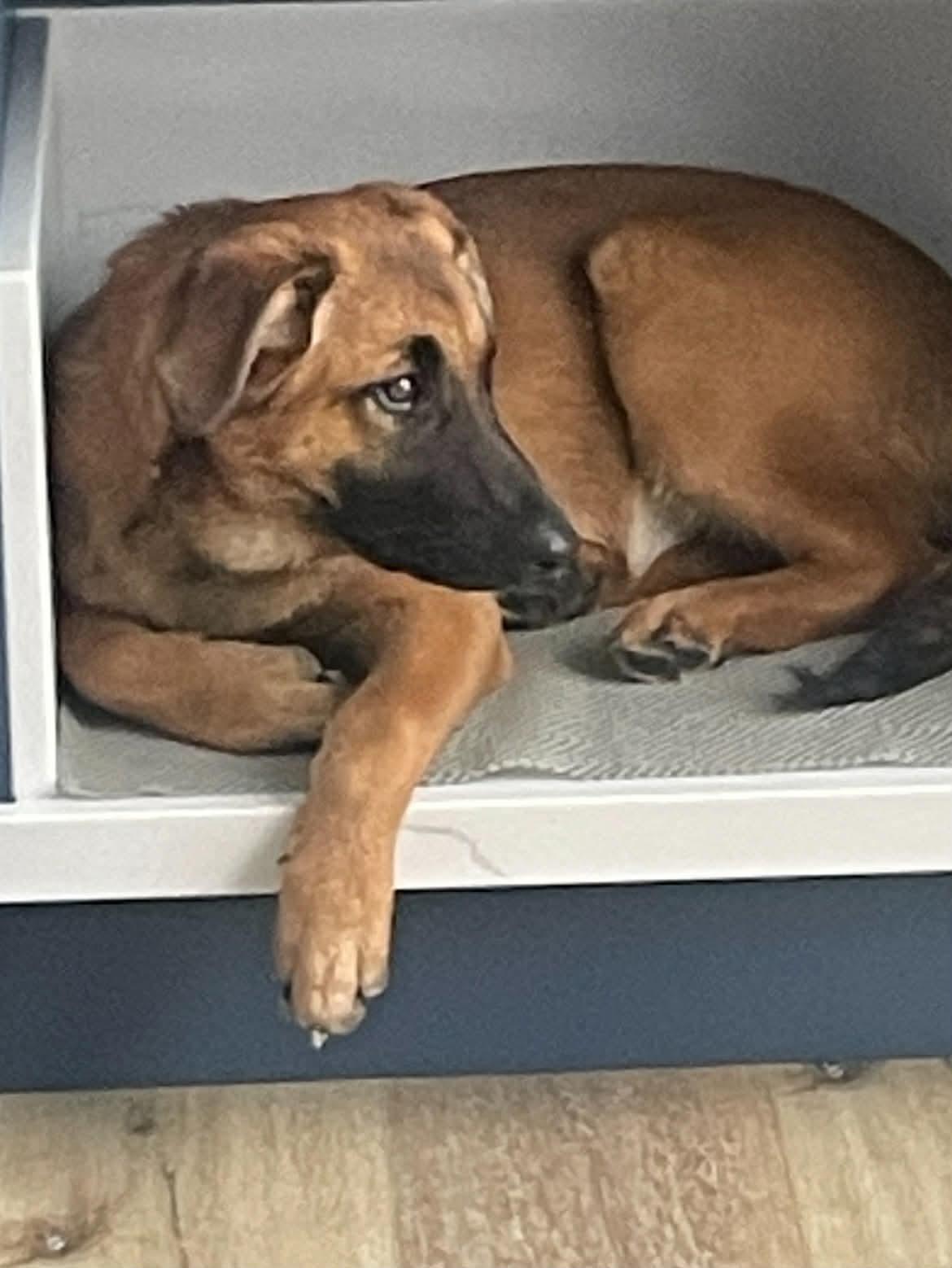 Beautiful Bella, an adoption pending mixed breed in Richmond Hill, ON image 2/4